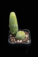 Load image into Gallery viewer, Trichocereus bridgesii f. monstrosa (Penis Cactus)
