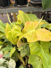 Load image into Gallery viewer, Philodendron bipennifolium Aurea - Golden Violin
