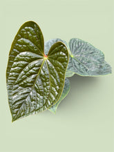 Load image into Gallery viewer, Anthurium Luxurians
