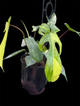 Load image into Gallery viewer, Philodendron pedatum Florida Beauty
