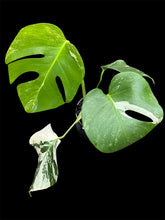Load image into Gallery viewer, Monstera borsigiana Albo
