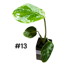Load image into Gallery viewer, Monstera Bulbasaur
