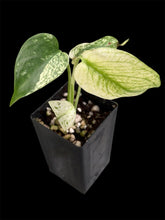 Load image into Gallery viewer, Monstera deliciosa White Monster
