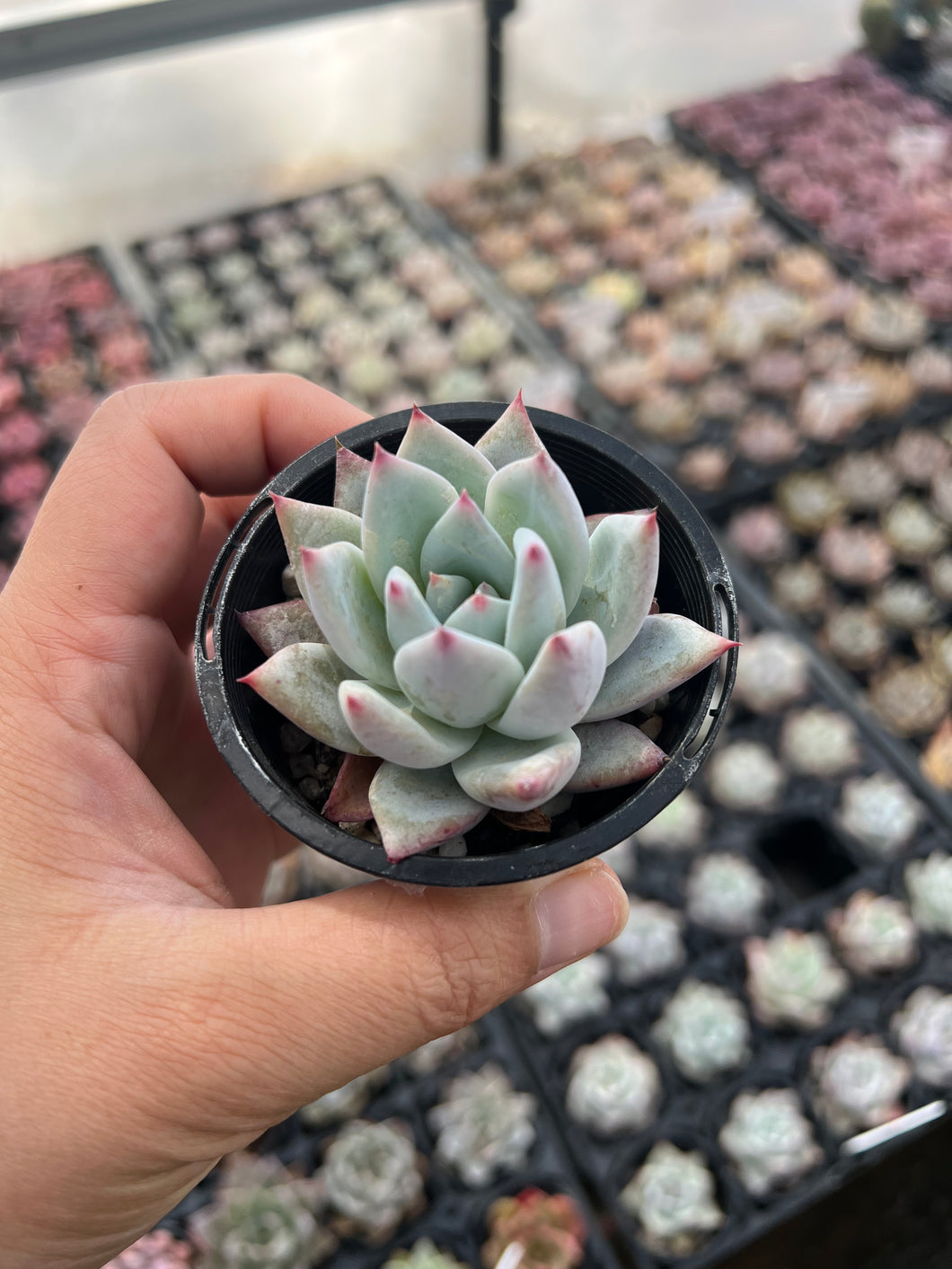 Echeveria colorata