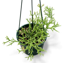 Load image into Gallery viewer, Rhipsalis cereuscula
