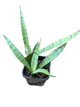 Load image into Gallery viewer, Sansevieria Silver Princess
