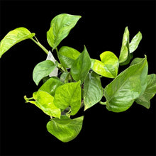 Load image into Gallery viewer, Epipremnum aureum Green Queen Pothos
