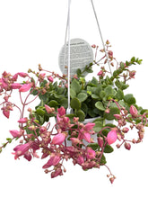 Load image into Gallery viewer, Kalanchoe uniflora
