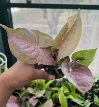 Load image into Gallery viewer, Syngonium podophyllum Pink Spot
