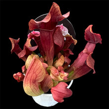 Load image into Gallery viewer, Sarracenia purpurea Pitcher Plant hybrid
