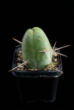 Load image into Gallery viewer, Trichocereus bridgesii f. monstrosa (Penis Cactus)
