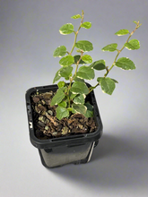 Load image into Gallery viewer, Ficus pumilla variegated (Creep Fig)
