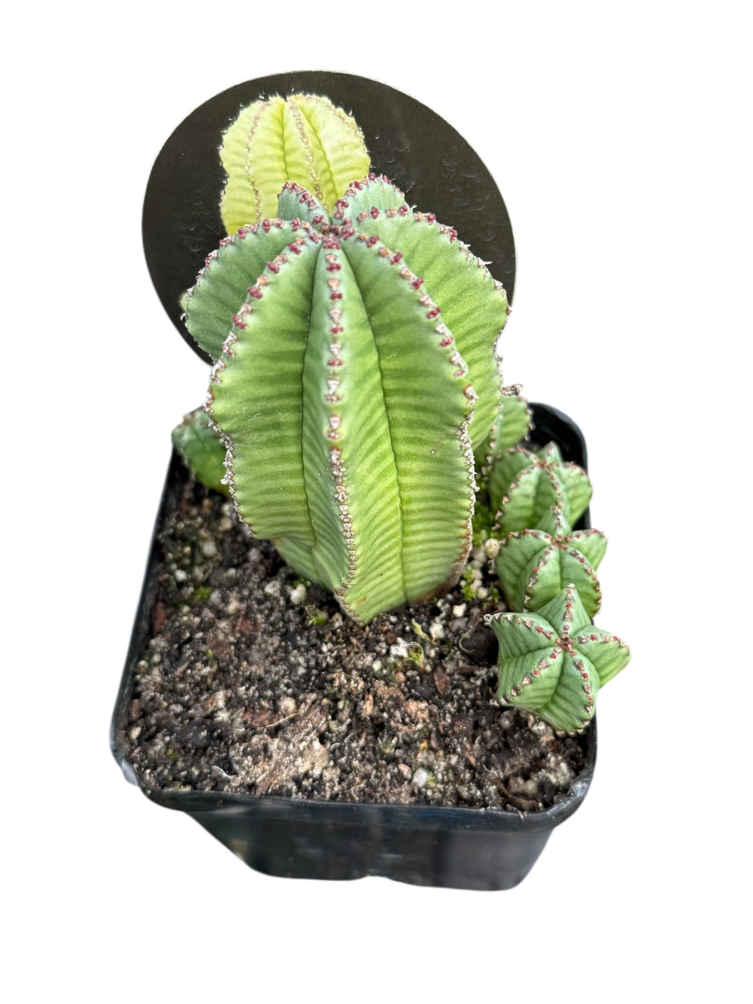 Euphorbia anoplia 'Tanzanian Zipper'