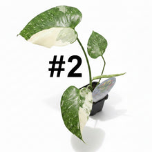 Load image into Gallery viewer, Monstera Thai Constellation
