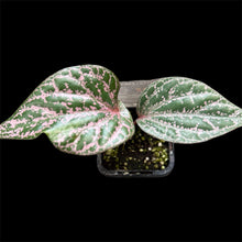 Load image into Gallery viewer, Piper ornatum Celebes Pepper
