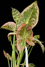 Load image into Gallery viewer, Syngonium Pink Goddess
