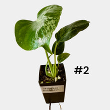 Load image into Gallery viewer, Monstera Bulbasaur
