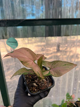 Load image into Gallery viewer, Syngonium podophyllum - Pink Passion
