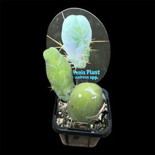 Load image into Gallery viewer, Trichocereus bridgesii monstrose
'The Penis Cactus"
