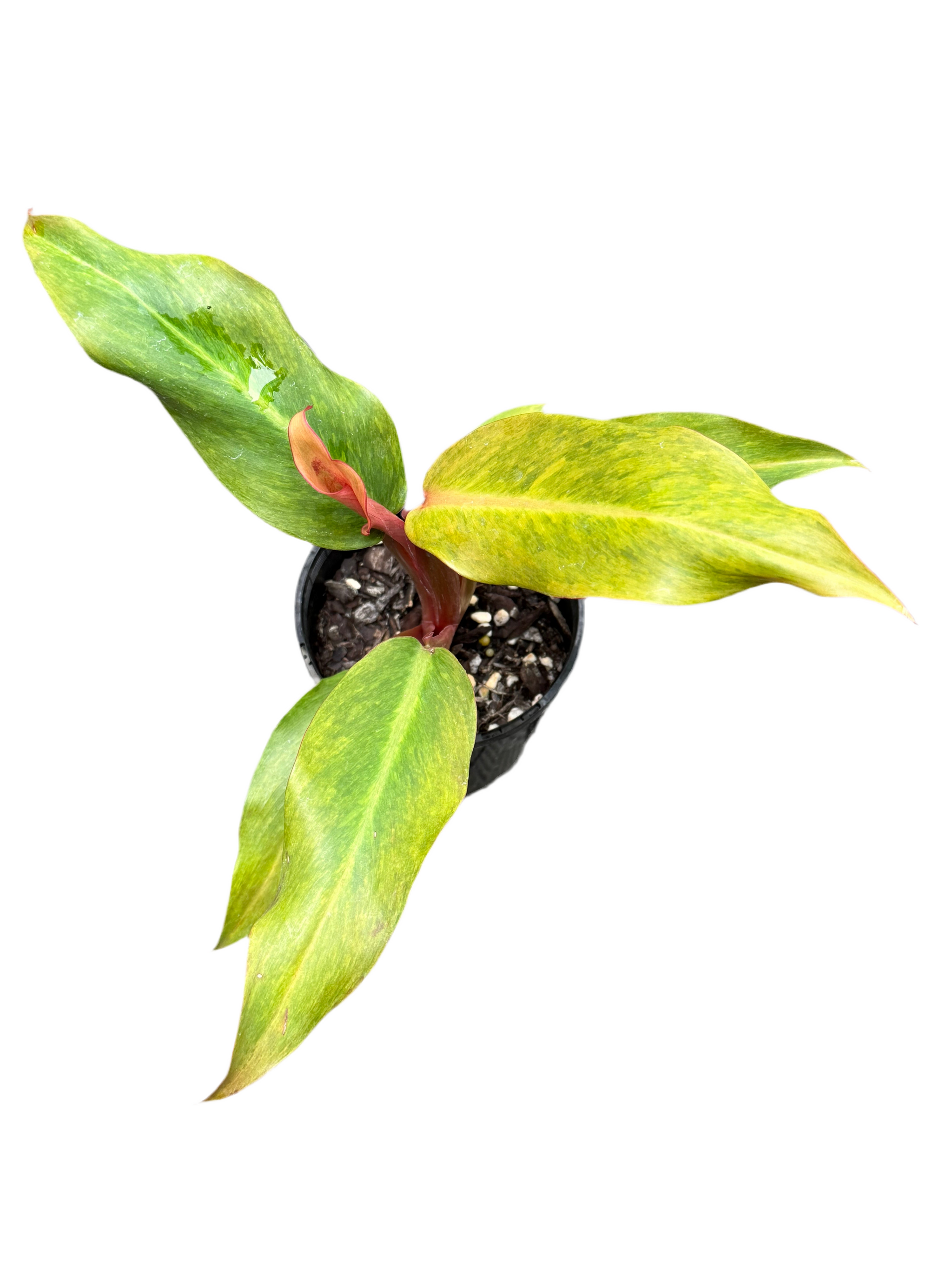 Philodendron Erubescens - Autumn Queen  Sugarloaf Greenery