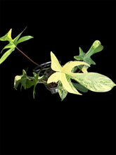 Load image into Gallery viewer, Philodendron pedatum Florida Beauty
