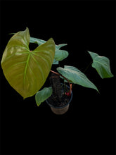 Load image into Gallery viewer, Philodendron Lynamii
