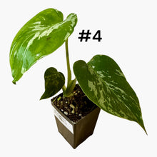 Load image into Gallery viewer, Monstera Bulbasaur
