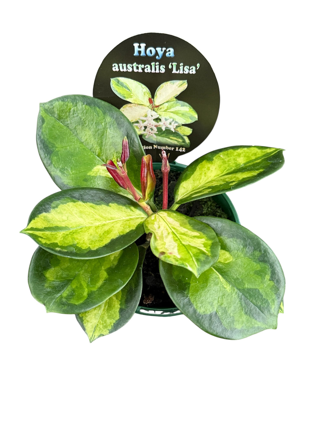 Hoya australis 'Lisa'