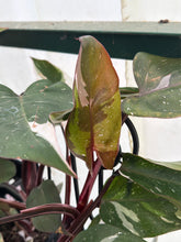 Load image into Gallery viewer, Philodendron Red Anderson
