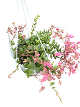 Load image into Gallery viewer, Kalanchoe uniflora
