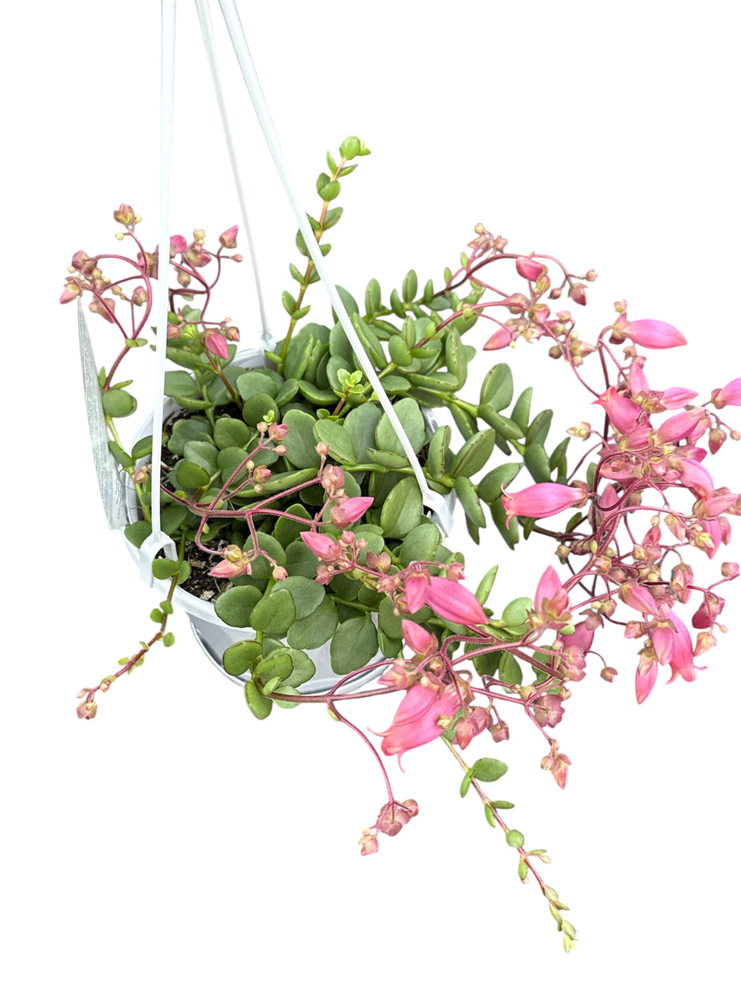 Kalanchoe uniflora