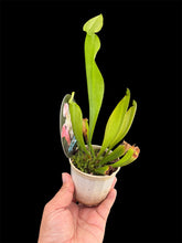 Load image into Gallery viewer, Sarracenia excellens x rubra Pitcher Plant hybrid
