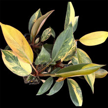 Load image into Gallery viewer, Philodendron Rojo Congo Variegated
