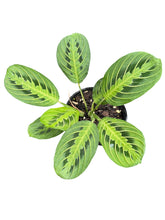Load image into Gallery viewer, Maranta leuconeura LEMON LIME
