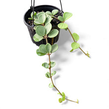 Load image into Gallery viewer, Peperomia Hope in Hanging Basket
