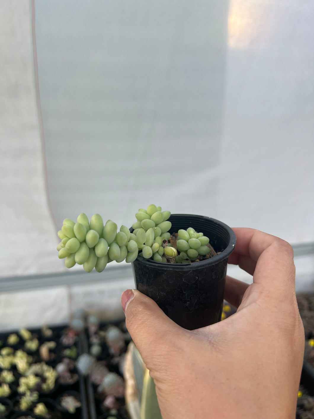 Sedum Burro’s Tail