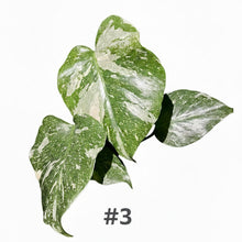 Load image into Gallery viewer, Monstera Thai Constellation
