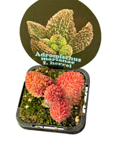Load image into Gallery viewer, Adromischus marianae f. herrei
