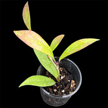 Load image into Gallery viewer, Hoya pubicalyx Splash
