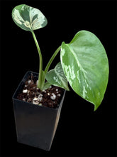 Load image into Gallery viewer, Monstera Bulbasaur
