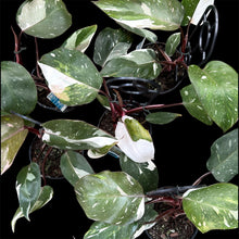 Load image into Gallery viewer, Philodendron Red Anderson

