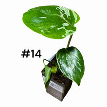 Load image into Gallery viewer, Monstera Bulbasaur
