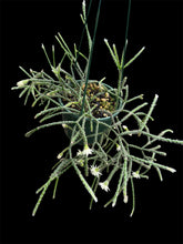 Load image into Gallery viewer, Rhipsalis pilocarpa

