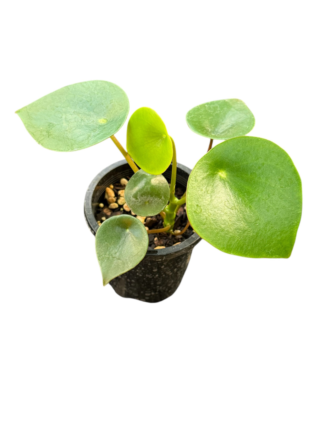 Peperomia polybotrya Raindrop