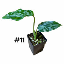 Load image into Gallery viewer, Monstera Bulbasaur
