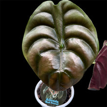 Load image into Gallery viewer, Alocasia cuprea Red Secret
