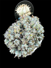 Load image into Gallery viewer, Euphorbia horrida var. Nova
