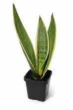 Load image into Gallery viewer, Sanseveria ‘Snow White Hahnii'
