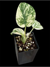Load image into Gallery viewer, Monstera deliciosa White Monster
