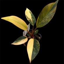 Load image into Gallery viewer, Philodendron Rojo Congo Variegated
